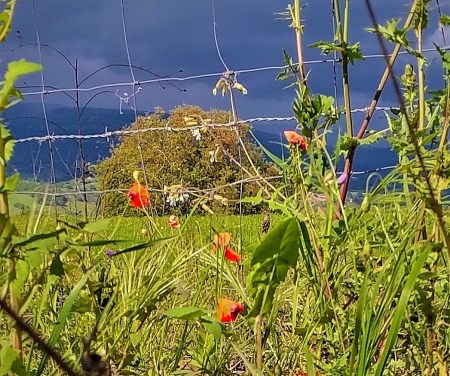 25 aprile